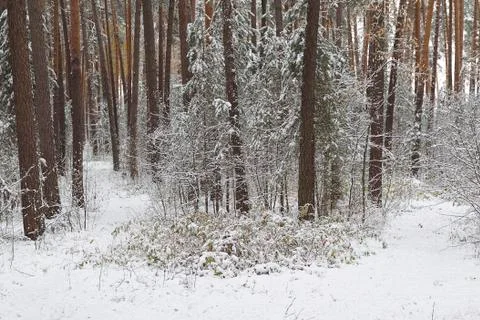 Walking through the winter forest on the first snow Stock-Fotos