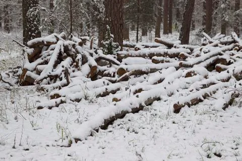 Walking through the winter forest on the first snow 库存照片