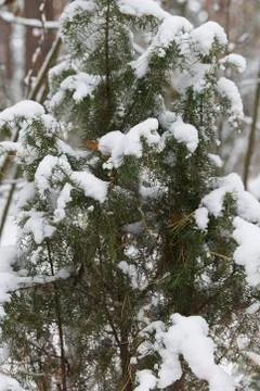 Walking through the winter forest on the first snow 写真素材
