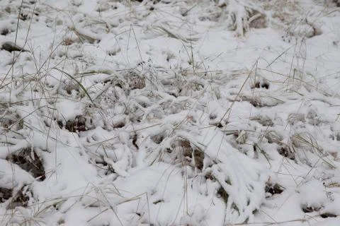 Walking through the winter forest on the first snow Stock-Fotos