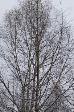 Walking through the winter forest on the first snow Stock Photos