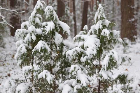 Walking through the winter forest on the first snow Stock-Fotos