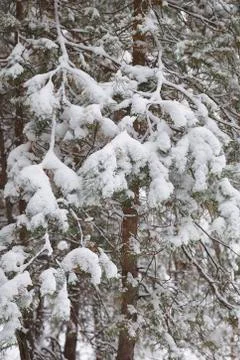 Walking through the winter forest on the first snow Stock-Fotos