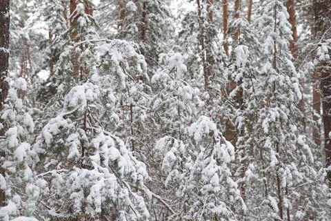 Walking through the winter forest on the first snow 库存照片