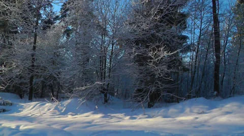 Walking through winter forest Vidéo 28332225