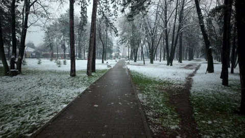Walking Through Winter Park On Path Between Tall Trees Stock Footage 327066206