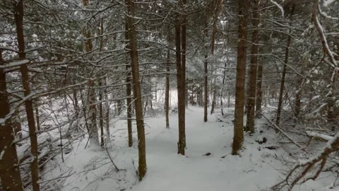 Walking through winter pines Stock Footage 275294892
