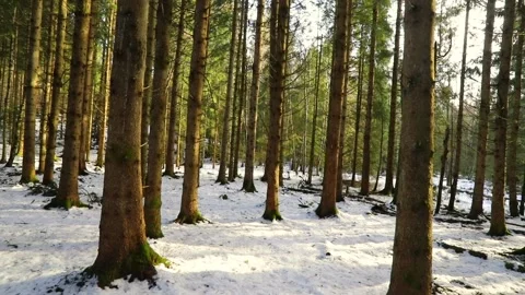 Walking through winter trees in morning forest. Stock Footage 238998330