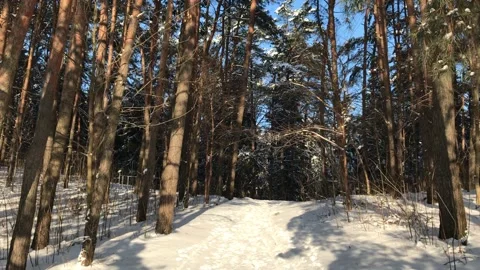 Walking through Witner Forest Background Stock Footage 147980513