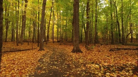 Walking Through Wonderful Autumn Forest Stock Footage