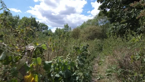 Walking through wooded area Stock Footage 300121439