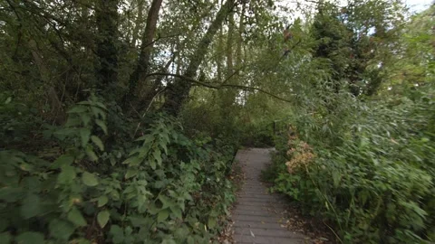 Walking through the wooded area Stock Footage 300123129
