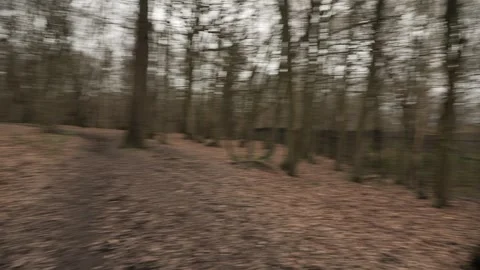 Walking through wooded area Stock Footage 300134702