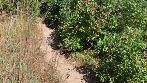 Walking through wooded path - summer 4K Vidéo 115990593