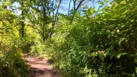 Walking Through Woodland Path in Summer Nature Video Stock Footage 333703985