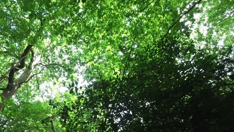 Walking through woodland with rays of sunlight beaming through canopy of leaves 動画素材 110701446