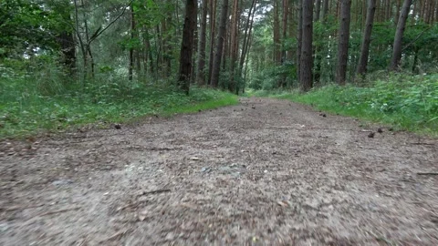Walking through the woods, the camera near the ground, like a dog Vidéo 130306488