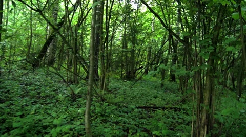 Walking through the woods Video stock 39841124