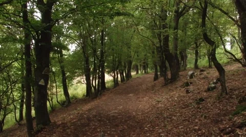 Walking Through the Woods Stock-Footage 46108851