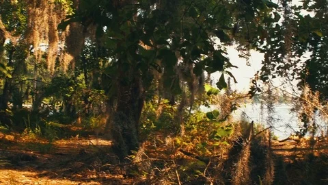 Walking Through Woods Stock Footage 78982431