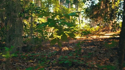 Walking Through the woods Stock Footage 79017259