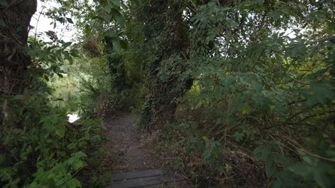 Walking through the woods. Stock Footage 300124647