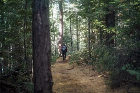 Walking through the Woods Stock Photos