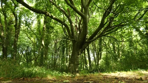 Walking Through Woods Side On 4K Vídeos de archivo 212080819