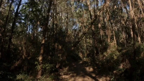Walking through woods in summer with thick, dense vegetation. Stock Footage 135422758