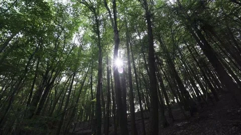 Walking through the woods with tall trees and bright sunshine 動画素材 137959829