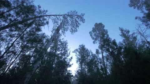 Walking Through The Woods At Twilight Stock Footage 58188400