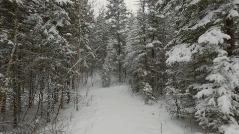Walking through woods in winter Stock Footage 275293849