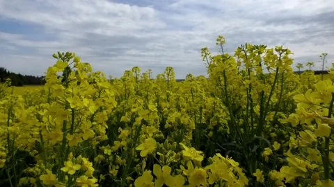 Walking through a yellow rapeseed field, point of view (pov), rape plants Stock Footage 76773981