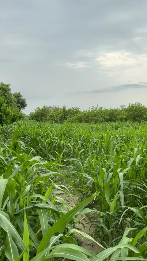 Walking Through Young Green Corn Field 스톡 동영상 342563437