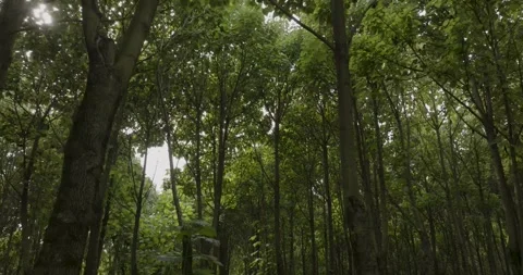 Walking Through a Young Poplar Plantation, Green Woodland Interior, Tilt Up Vídeos de archivo 340328085