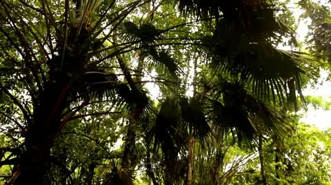 Walking ThroughPalm Tree Canopy, Tijuca Brazil HD Video Stock Footage 22148748