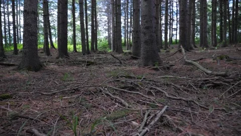 Walking throught forest trees nature branches low level near ground leaf Stock Footage 156161737