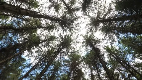 Walking throught forest trees nature branches looking up 库存影片 156191447