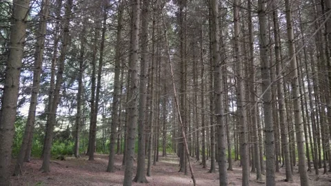 Walking throught forest trees nature branches leaf green 库存影片 156191883
