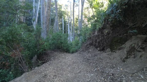 Walking throught path very close to floor between Nothofagus woods 스톡 동영상 91540615