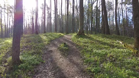 Walking thru the forest day time green trees no people beautiful day Stock Footage 241174874