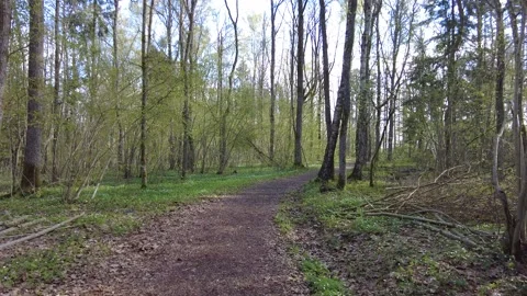 Walking thru the forest day time green trees no people beautiful day Stock Footage 241174875