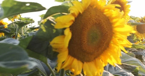 Walking thru a sunflower field Stock Footage 111379974