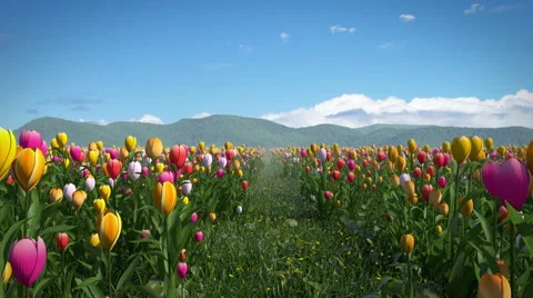 Walking thru a Tulip Field Stock Footage 46420996