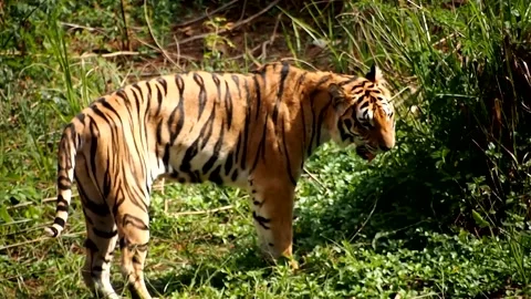 Walking tiger in a field Stockbeeldmateriaal 213908806