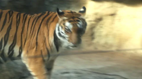 A walking tiger Stock Footage 60342732