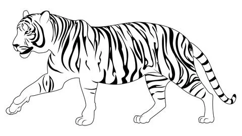 Walking tiger lineart イラスト素材
