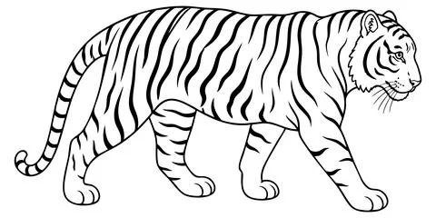 Walking tiger outline coloring page for kids Stock Illustration