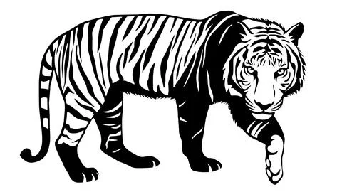 Walking Tiger Vector Illustration in Black and White Stock Illustration