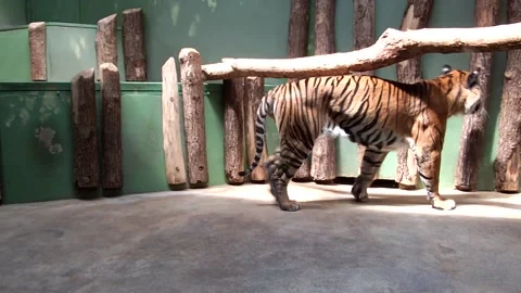 Walking tiger in zoo Stock Footage